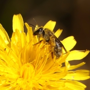 Lasioglossum (Chilalictus) sp. (genus & subgenus) at Braemar, NSW - 18 Oct 2023