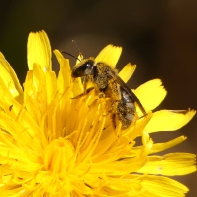 Lasioglossum (Chilalictus) sp. (genus & subgenus) (Halictid bee) at Wingecarribee Local Government Area - 18 Oct 2023 by Curiosity