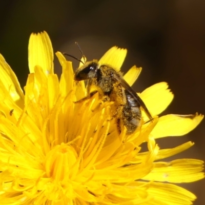 Lasioglossum (Chilalictus) sp. (genus & subgenus) (Halictid bee) at Braemar, NSW - 18 Oct 2023 by Curiosity
