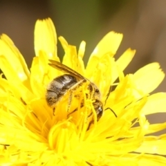 Lasioglossum (Chilalictus) sp. (genus & subgenus) at Braemar, NSW - 18 Oct 2023 02:10 PM