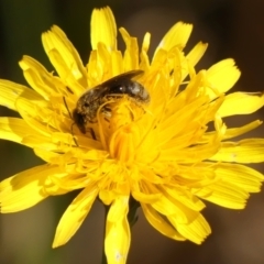 Lasioglossum (Chilalictus) sp. (genus & subgenus) at Braemar, NSW - 18 Oct 2023