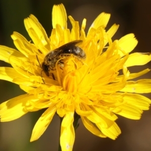 Lasioglossum (Chilalictus) sp. (genus & subgenus) at Braemar, NSW - 18 Oct 2023 02:10 PM