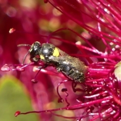 Hylaeus (Hylaeorhiza) nubilosus (A yellow-spotted masked bee) at Braemar, NSW - 22 Oct 2023 by Curiosity