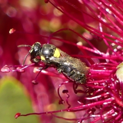 Hylaeus (Hylaeorhiza) nubilosus (A yellow-spotted masked bee) at Braemar, NSW - 23 Oct 2023 by Curiosity