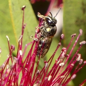 Hylaeus (Hylaeorhiza) nubilosus at Braemar, NSW - 23 Oct 2023