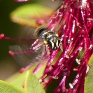 Hylaeus (Hylaeorhiza) nubilosus at Braemar, NSW - 23 Oct 2023