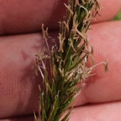 Anthoxanthum odoratum (Sweet Vernal Grass) at Namadgi National Park - 25 Oct 2023 by Steve818
