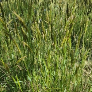 Anthoxanthum odoratum at Namadgi National Park - 26 Oct 2023