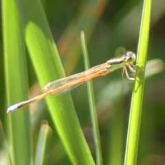 Unidentified Damselfly (Zygoptera) at Braemar, NSW - 25 Oct 2023 by Curiosity