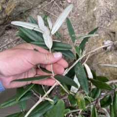 Olearia megalophylla at Berridale, NSW - 24 Oct 2023