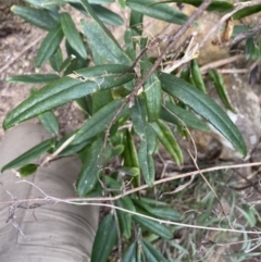 Olearia megalophylla at Berridale, NSW - 24 Oct 2023