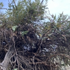 Olearia megalophylla at Berridale, NSW - 24 Oct 2023