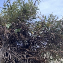 Olearia megalophylla at Berridale, NSW - 24 Oct 2023