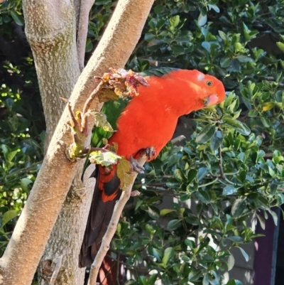 Alisterus scapularis (Australian King-Parrot) at Captains Flat, NSW - 26 Oct 2023 by Csteele4