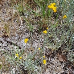 Chrysocephalum apiculatum (Common Everlasting) at Latham, ACT - 23 Oct 2023 by kasiaaus