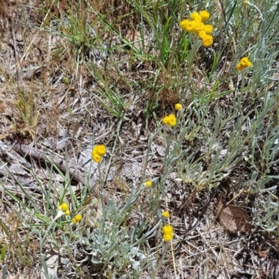 Chrysocephalum apiculatum (Common Everlasting) at Blue Devil Grassland, Umbagong Park (BDG) - 23 Oct 2023 by kasiaaus