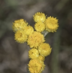 Chrysocephalum apiculatum at Latham, ACT - 23 Oct 2023