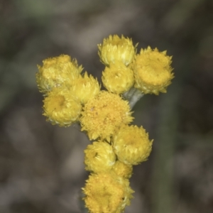 Chrysocephalum apiculatum at Latham, ACT - 23 Oct 2023 01:52 PM