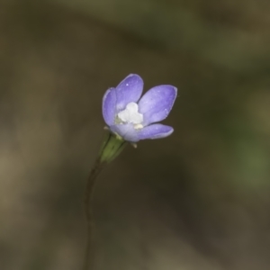 Wahlenbergia multicaulis at Latham, ACT - 23 Oct 2023 01:54 PM