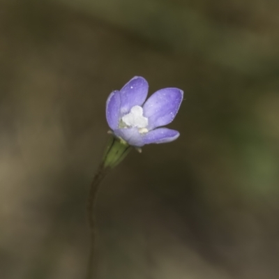 Wahlenbergia multicaulis (Tadgell's Bluebell) at Latham, ACT - 23 Oct 2023 by kasiaaus