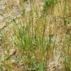 Wahlenbergia multicaulis at Latham, ACT - 23 Oct 2023 01:54 PM