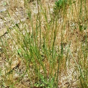 Wahlenbergia multicaulis at Latham, ACT - 23 Oct 2023 01:54 PM