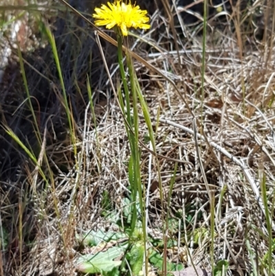 Hypochaeris radicata (Cat's Ear, Flatweed) at Blue Devil Grassland, Umbagong Park (BDG) - 23 Oct 2023 by kasiaaus