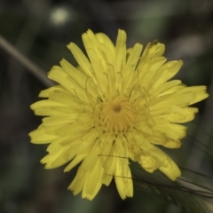 Hypochaeris radicata at Latham, ACT - 23 Oct 2023