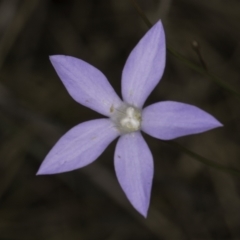 Wahlenbergia sp. (Bluebell) at Blue Devil Grassland, Umbagong Park (BDG) - 23 Oct 2023 by kasiaaus