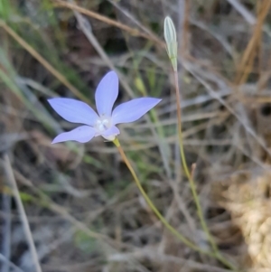 Wahlenbergia sp. at Latham, ACT - 23 Oct 2023