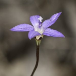 Wahlenbergia sp. at Latham, ACT - 23 Oct 2023