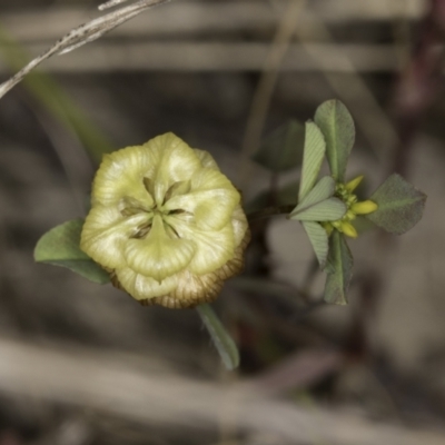 Trifolium campestre (Hop Clover) at Umbagong District Park - 23 Oct 2023 by kasiaaus