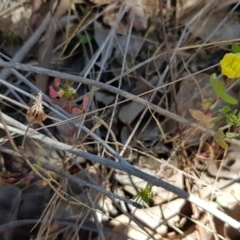Trifolium campestre at Latham, ACT - 23 Oct 2023