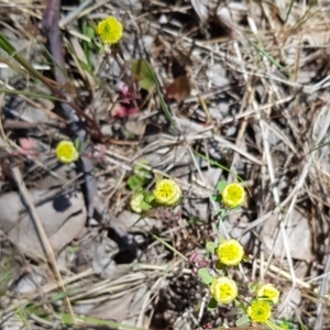 Trifolium campestre at Latham, ACT - 23 Oct 2023