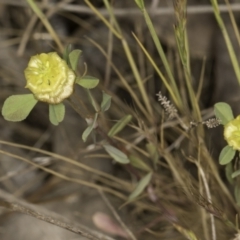 Trifolium campestre at Latham, ACT - 23 Oct 2023