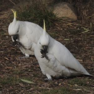 Cacatua galerita at Conder, ACT - 27 Jun 2023