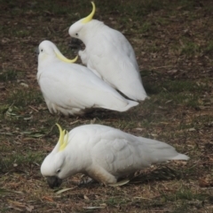 Cacatua galerita at Conder, ACT - 27 Jun 2023