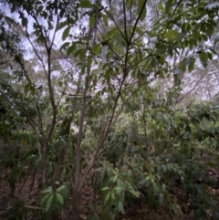 Pittosporum undulatum (sweet pittosporum) at Vincentia, NSW - 4 Oct 2023 by Tapirlord