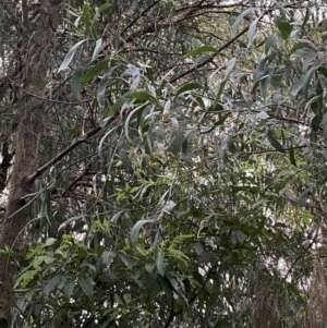 Acacia binervia at Vincentia, NSW - 4 Oct 2023 06:11 PM