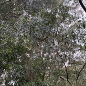Acacia binervia at Vincentia, NSW - 4 Oct 2023