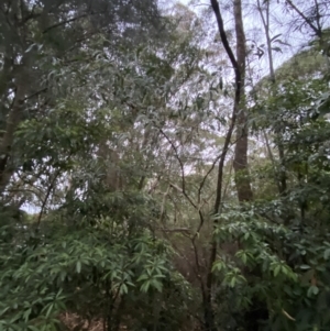 Acacia binervia at Vincentia, NSW - 4 Oct 2023