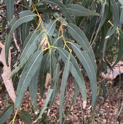 Corymbia eximia (Yellow Bloodwood) at Vincentia Coastal Walking Track - 4 Oct 2023 by Tapirlord