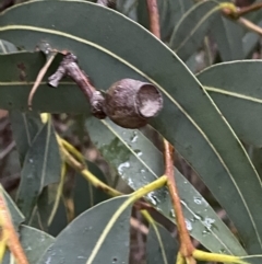 Corymbia eximia at Vincentia Coastal Walking Track - 4 Oct 2023 06:09 PM