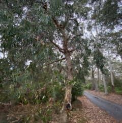 Corymbia eximia at Vincentia, NSW - 4 Oct 2023