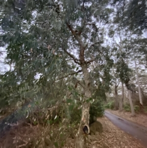 Corymbia eximia at Vincentia Coastal Walking Track - 4 Oct 2023 06:09 PM