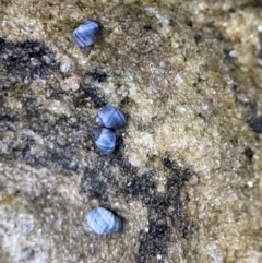 Austrolittorina unifasciata (Blue Australwink) at Vincentia, NSW - 4 Oct 2023 by Tapirlord