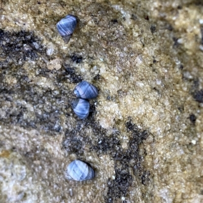 Austrolittorina unifasciata (Blue Australwink) at Vincentia Coastal Walking Track - 4 Oct 2023 by Tapirlord