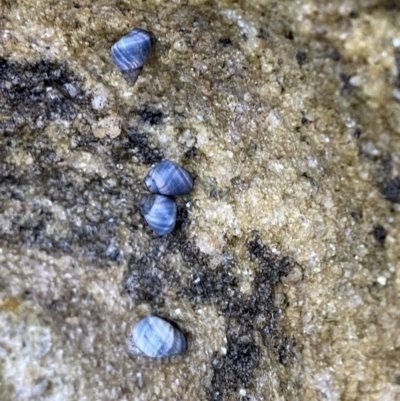 Austrolittorina unifasciata (Blue Australwink) at Vincentia, NSW - 4 Oct 2023 by Tapirlord