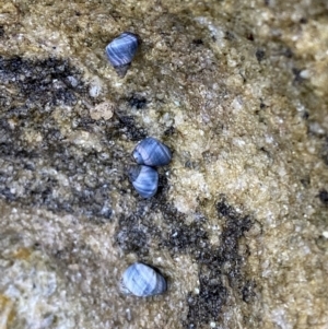 Austrolittorina unifasciata at Vincentia, NSW - 4 Oct 2023