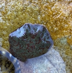 Parvulastra exigua (Rock pool seastar) at Vincentia, NSW - 4 Oct 2023 by Tapirlord